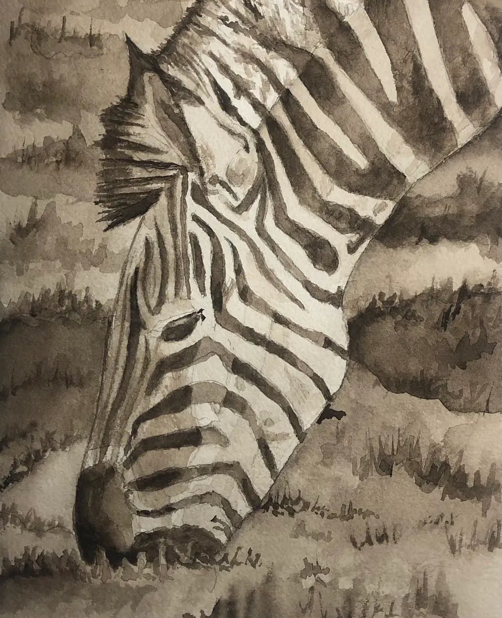Zebra-1 copy